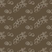 Hand drawn Macadamia nuts Background vector