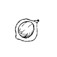 Hand drawn Macadamia nut - vector icon outline