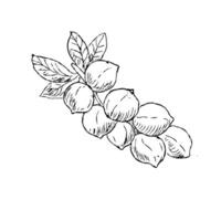 Hand drawn sketch Macadamia nuts on branch outline vector