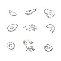 Set of avocado fruit, half, sliced, leaves and seed sketch. Vector illustration isolated. Can used for wrapping, packaging, poster, cover design, textile and backdrop for cosmetic and vegan products