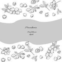 Hand Drawn Template or banner of Macadamia nuts on branch vector