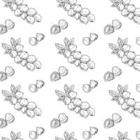 Hand drawn seamless background of Macadamia nut branch vector