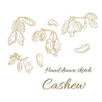 Hand drawn background of Cashew Nuts - cover template vector