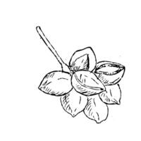 Hand Drawn Sketch Macadamia Nuts on branch outline vector