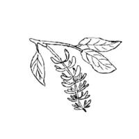 Blossom branch of macadamia nuts outline vector