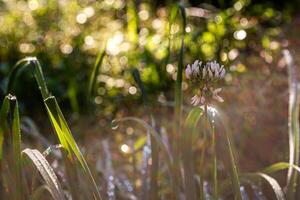 Blooming white clover among the grass with drops of dew in the morning light. Natural background with bokeh. photo