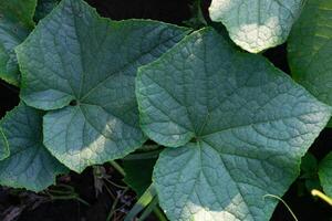 Cucumber leaves in the vegetable garden, closeup of photo