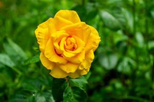 Beautiful yellow rose in the garden. Close-up image. photo