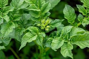 Potato plant with green leaves and buds in the garden. Close up. photo