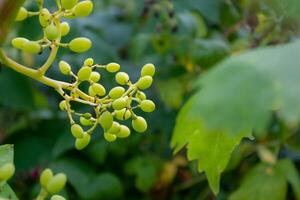 Green small young ripening grapes growing on a vine in a summer vineyard, selective focus. photo