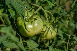 Green large tomatoes grow in the garden in summer. Close-up. Side view. photo