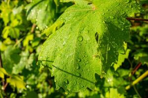 Green grape leaves with drops of water after rain, close-up photo