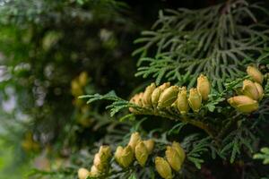 de cerca de verde joven conos de hojas perennes thuja en un rama. thuja occidentalis. foto