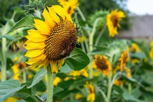 Blooming yellow sunflowers, pollinating the future crop by a honey bee, blooming future harvest near the farmhouse. photo