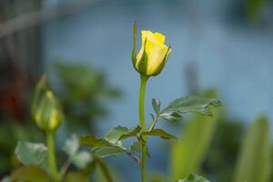 beautiful side view yellow rose fragrant flowers blooming in botany garden with green leaves. scent of fresh smell photo