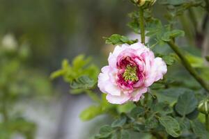 beautiful fresh pink petals and green pollen rose blooming in botanic garden natural park. photo