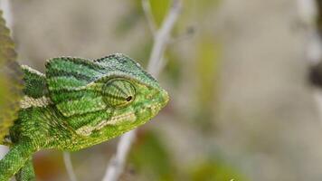 Head of green Common Mediterranean Chameleon looking around in a branch video