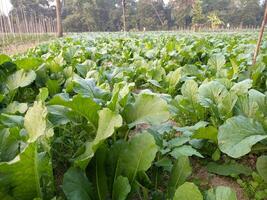 Green leaves of sorrel in the vegetable garden. Horizontal view. photo