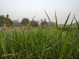 sugarcane plantation in the morning, closeup of photo