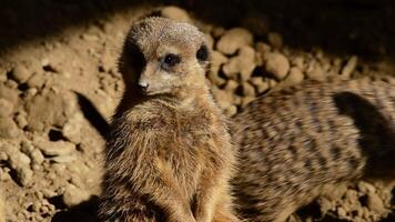 meerkat suricate gezicht op zoek in de omgeving van in de woestijn- suricata suricatta video
