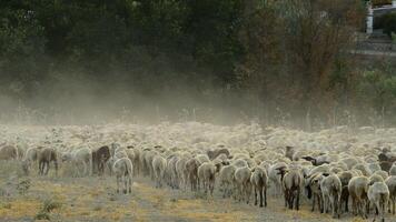 Flock of sheep walking away away at sunset in a cloud of dust video