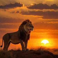 AI generated South African lion as the King of Savannah Ai generated photo