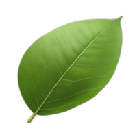 3d rendered green leaf png