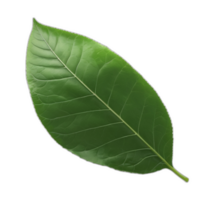 3d rendered green leaf png