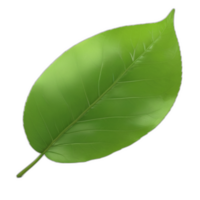 3d rendered green leaf png