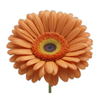 3d rendido gerbera margarida flor png