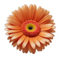 3d återges gerbera daisy blomma png