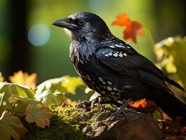 Raven perched on a branch in the forest photo