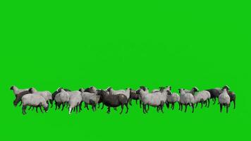 Flock of Sheep Standing on Green Screen Background video