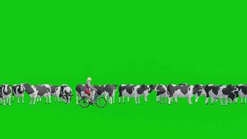 3d Sénior femme équitation une vélo dans de face de groupe de vache sur vert écran video