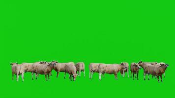 Herd of Beef Cattle Standing on a Green Screen Background video