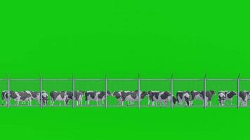 Herd of Dairy Cow in Fence on Green Screen Background video