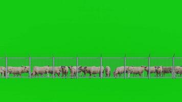 Group of Cattle Standing in Fence or Shed on Green Screen video