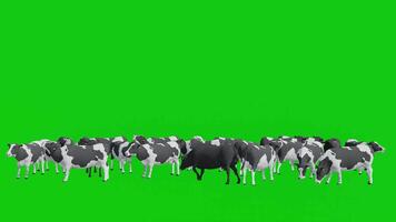 manada de negro y blanco vaca en pie en verde pantalla video