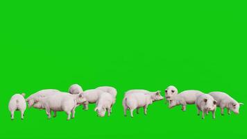 Gruppe von Schwein auf auf Grün Bildschirm Hintergrund 3d Animation video