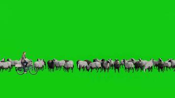 Young Woman Riding a Bicycle in Front of a Herd of Sheep on Green Screen video