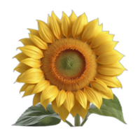 3d reso uno girasole png