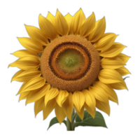 3d reso uno girasole png