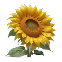 3d reso uno girasole png