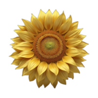 3d rendered Sun flower png