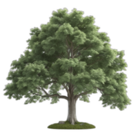 3d weergegeven tulp boom png