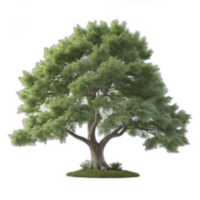 3d rendered Tulip tree png