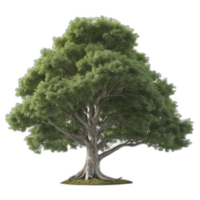3d weergegeven tulp boom png