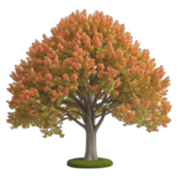 3d rendered Tulip tree png