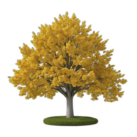 3d rendered Tulip tree png