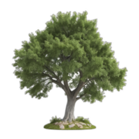 3d prestados tulipán árbol png